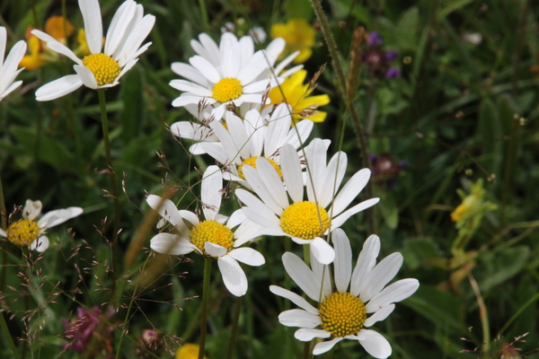 photo of Oxeye Daisy