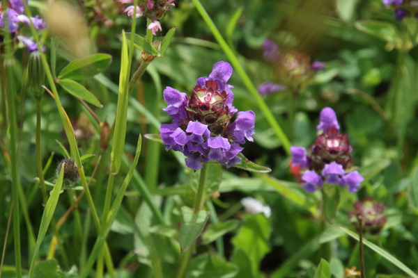 photo of Selfheal