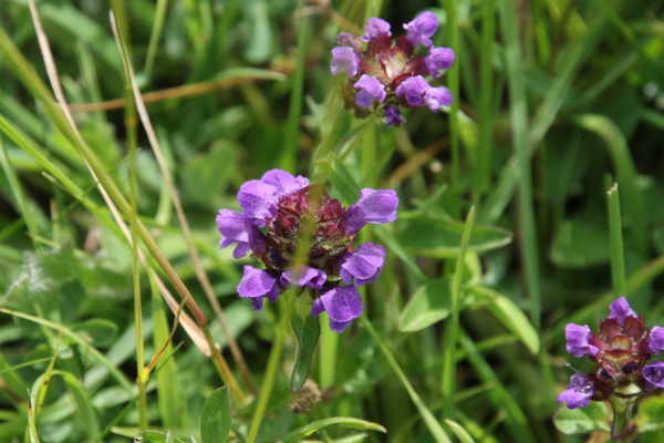 photo of Selfheal