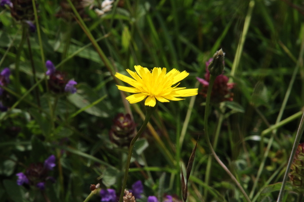 photo of Common Cat's Ear