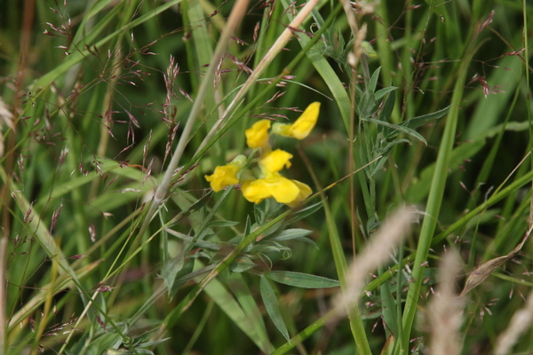 photo of Meadow Vetchling