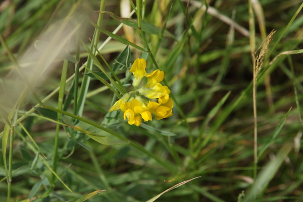 photo of Meadow Vetchling
