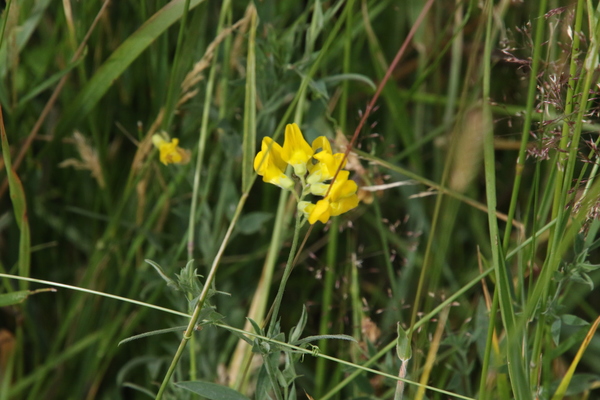 photo of Meadow Vetchling