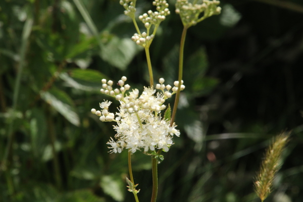 photo of Meadowsweet