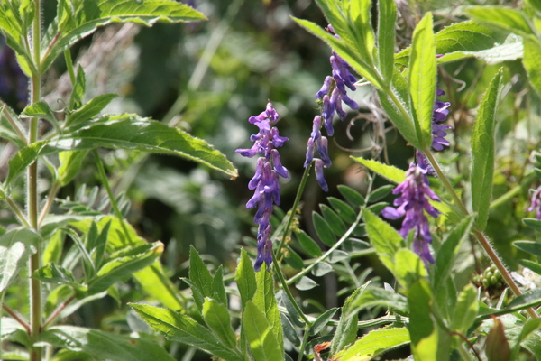 photo of Tufted Vetch