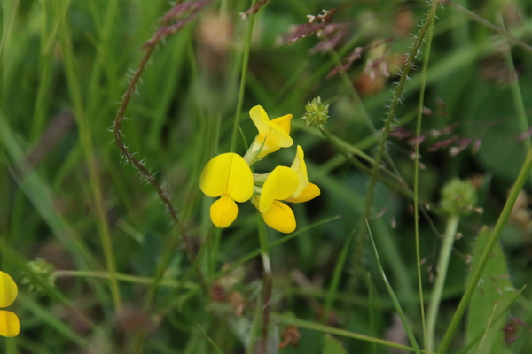 photo of Bird's Foot Trefoil