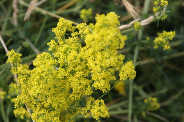 photo of Lady's Bedstraw