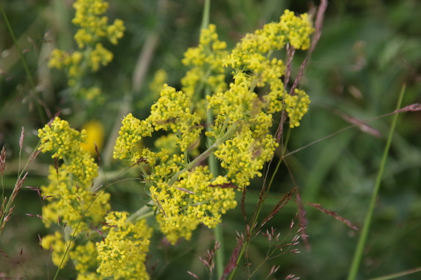 photo of Lady's Bedstraw