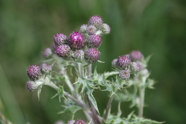photo of Creeping Thistle
