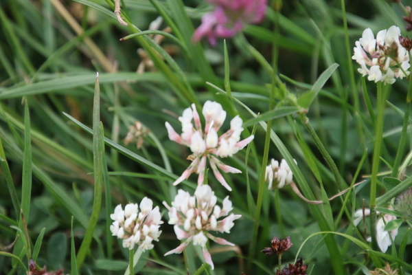 photo of White Clover