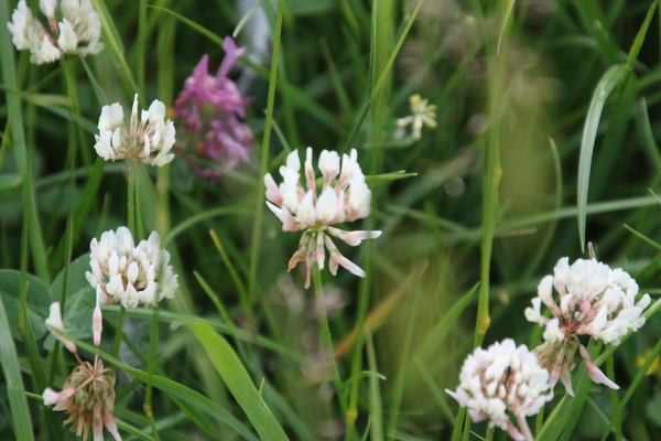 photo of White Clover