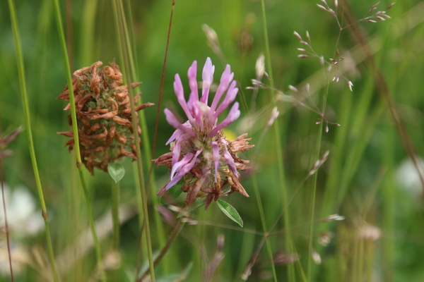 photo of Red Clover