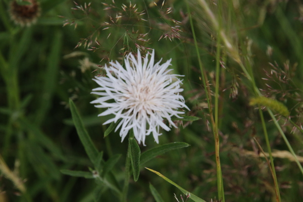 photo of Devil's Bit Scabious
