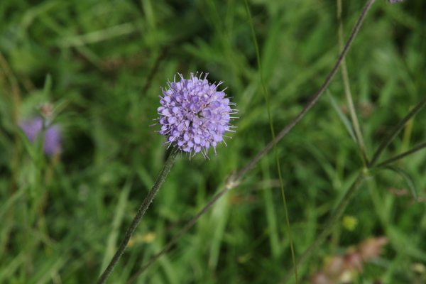 photo of Devil's Bit Scabious