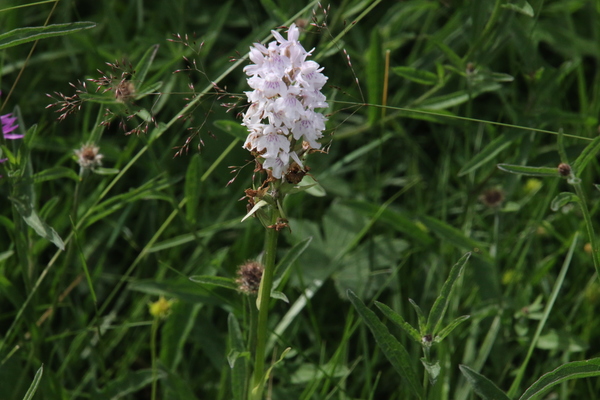 photo of Common Spotted Orchid