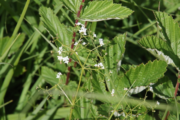 photo of Common Marsh Bedstraw