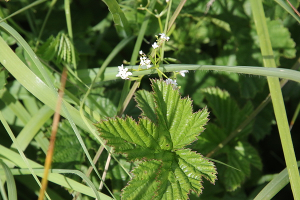 photo of Common Marsh Bedstraw