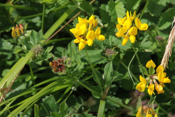 photo of Greater Bird's Foot Trefoil