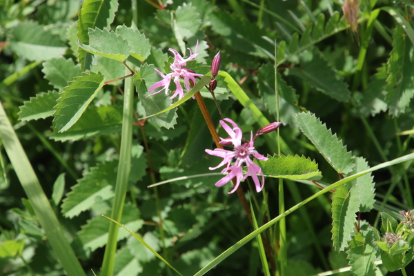 photo of Ragged Robin