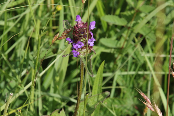 photo of Selfheal