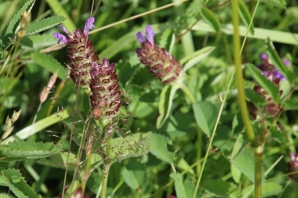 photo of Selfheal