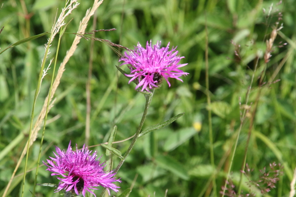 photo of Common Knapweed