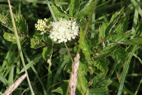photo of Meadowsweet