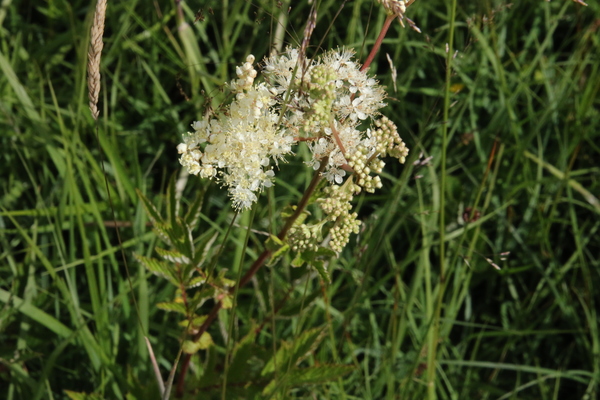 photo of Meadowsweet