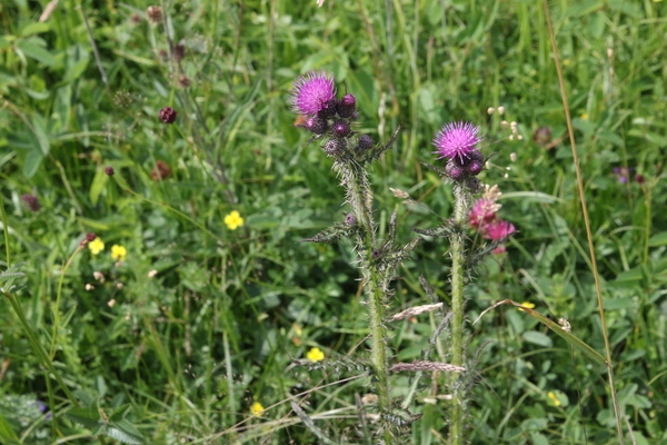 photo of Marsh Thistle