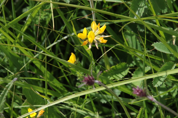 photo of Greater Bird's Foot Trefoil