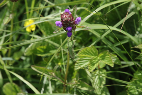 photo of Selfheal