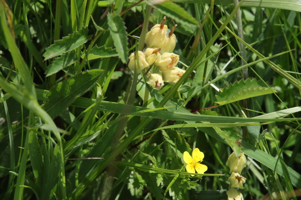 photo of Cowslip