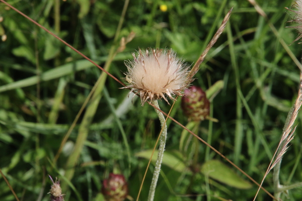 photo of Meadow Thistle