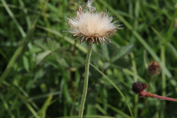 photo of Meadow Thistle