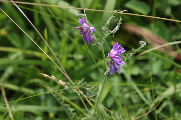 photo of Tufted Vetch