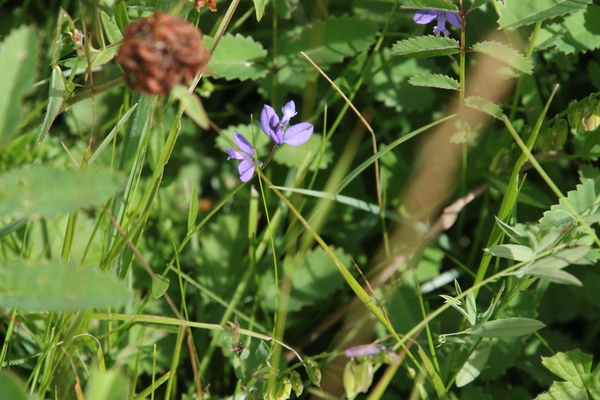 photo of Chalk Milkwort
