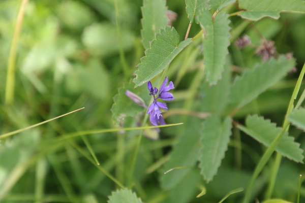 photo of Chalk Milkwort