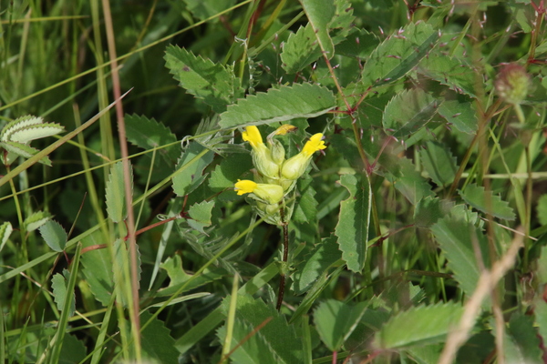 photo of Yellow Rattle