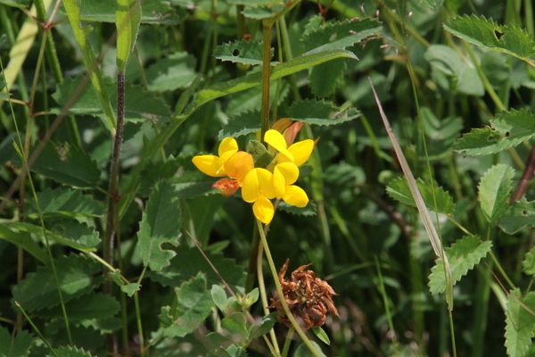 photo of Bird's Foot Trefoil