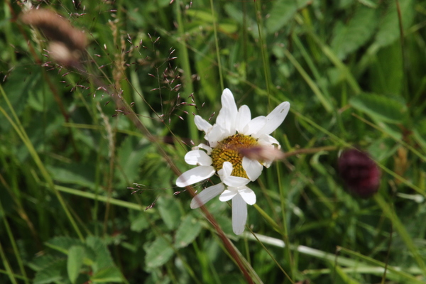 photo of Oxeye Daisy