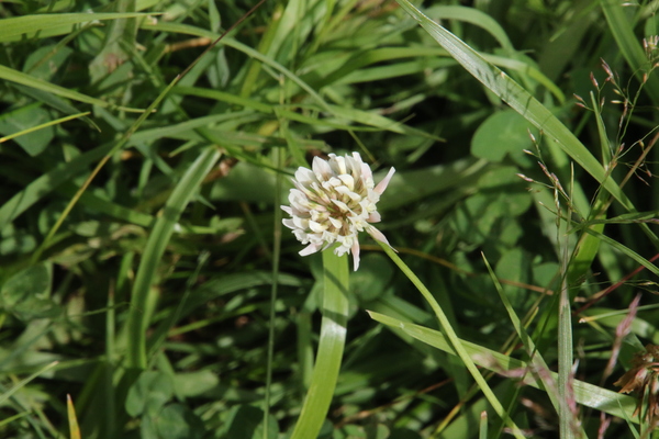 photo of White Clover