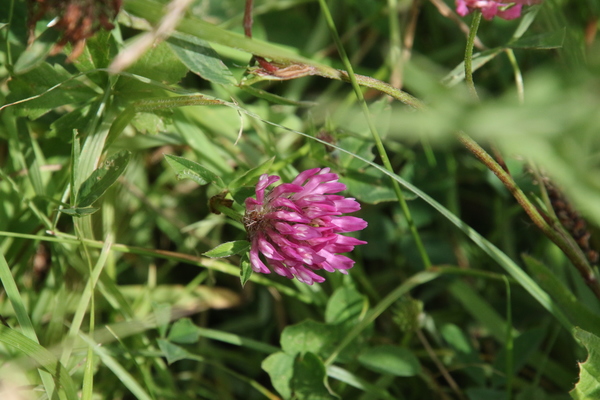 photo of Red Clover