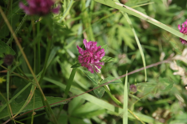 photo of Red Clover
