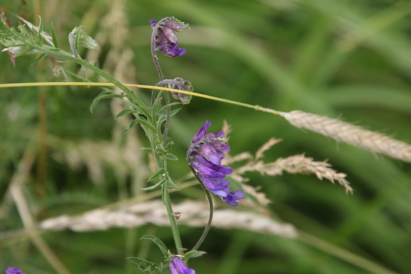 photo of Tufted Vetch