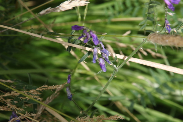 photo of Tufted Vetch