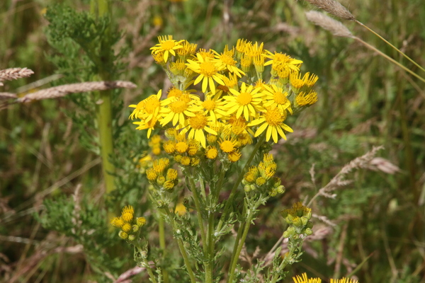 photo of Common Ragwort