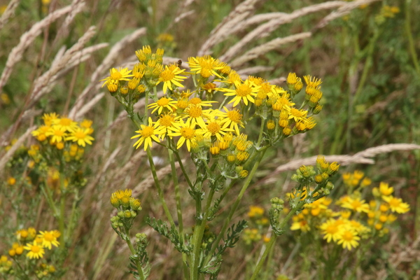 photo of Common Ragwort