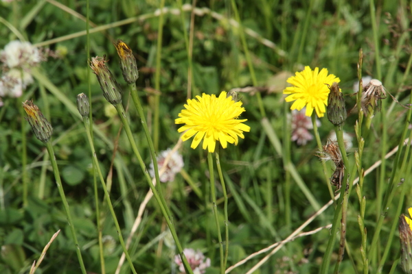 photo of Common Cat's Ear