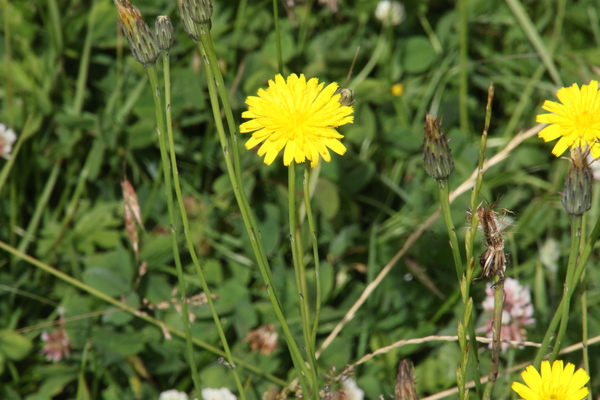 photo of Common Cat's Ear