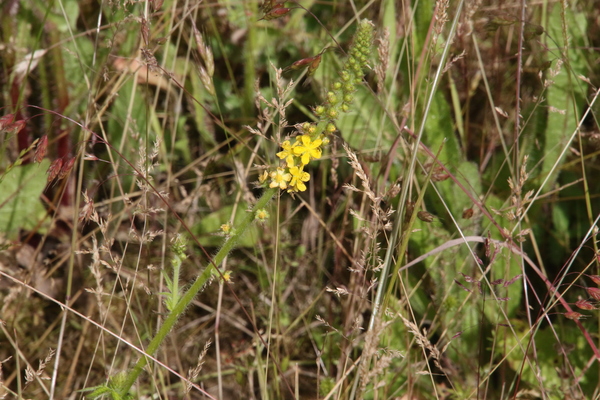 photo of Agrimony